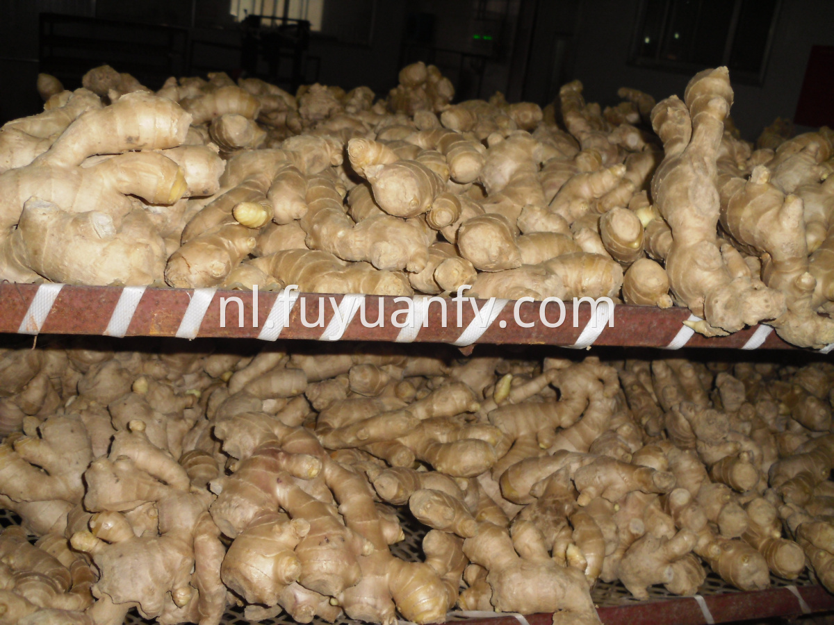 air dried ginger 